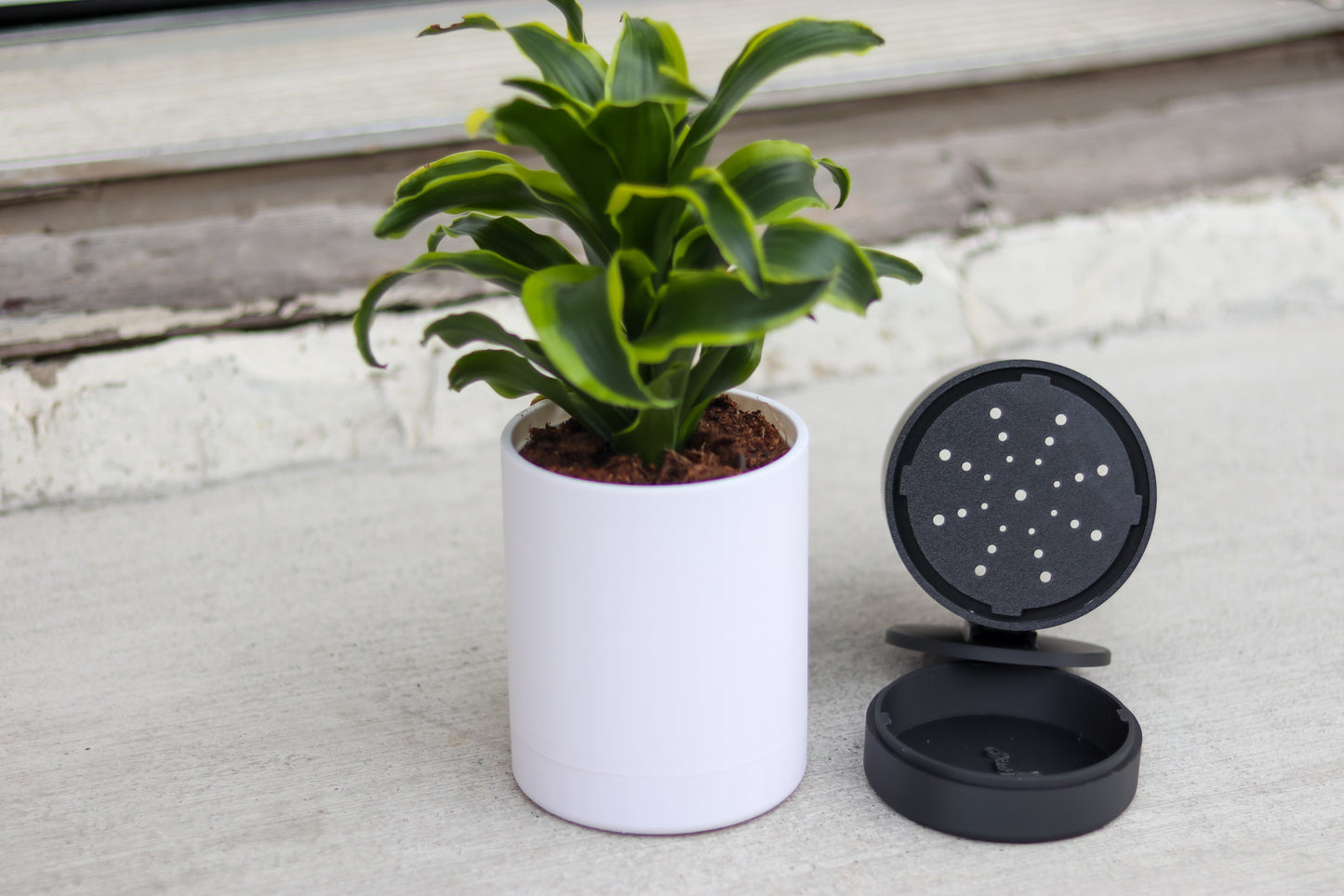 Wall-Mounted Planter