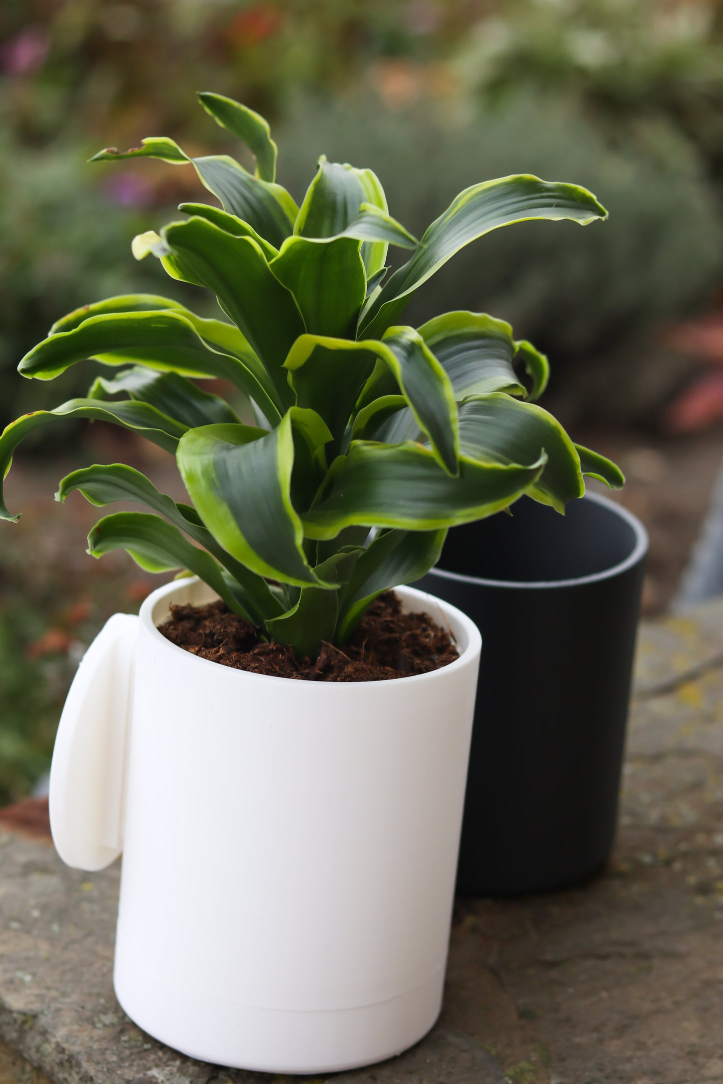 Wall-Mounted Planter