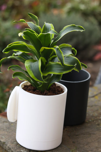 Wall-Mounted Planter
