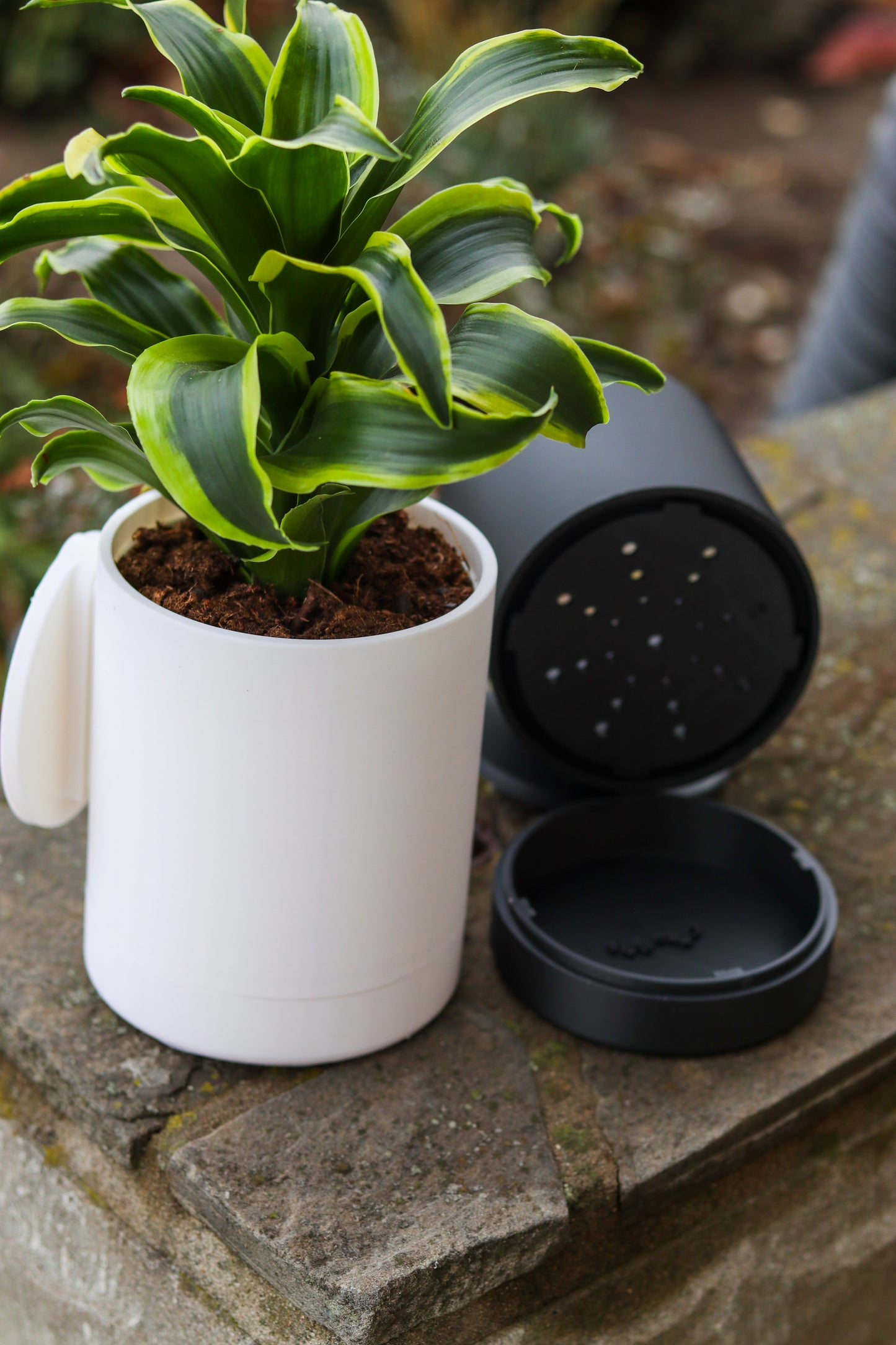 Wall-Mounted Planter