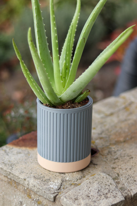 Zen Planter