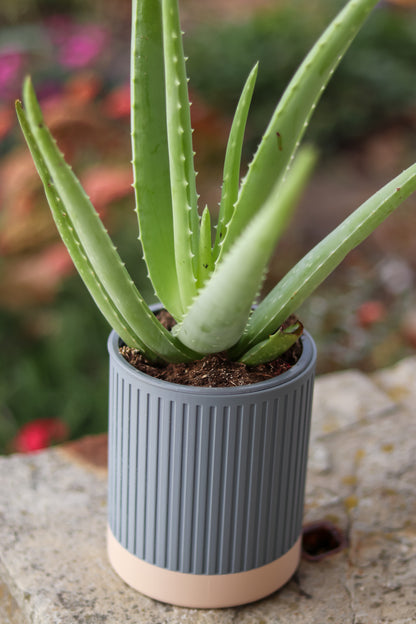 Zen Planter