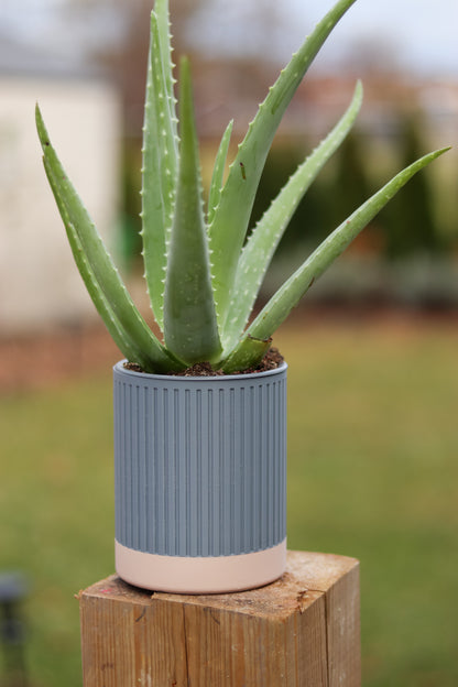 Zen Planter