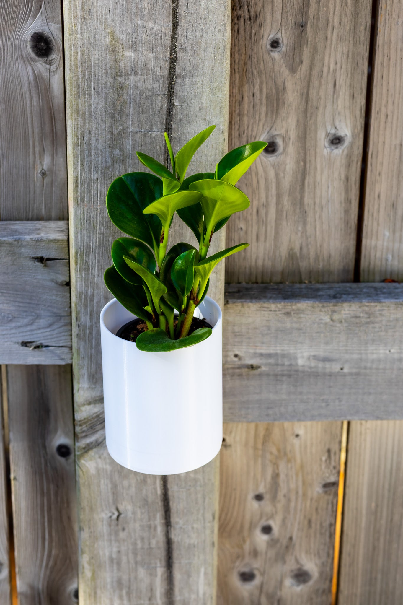 Aero Wall Mounted Planter