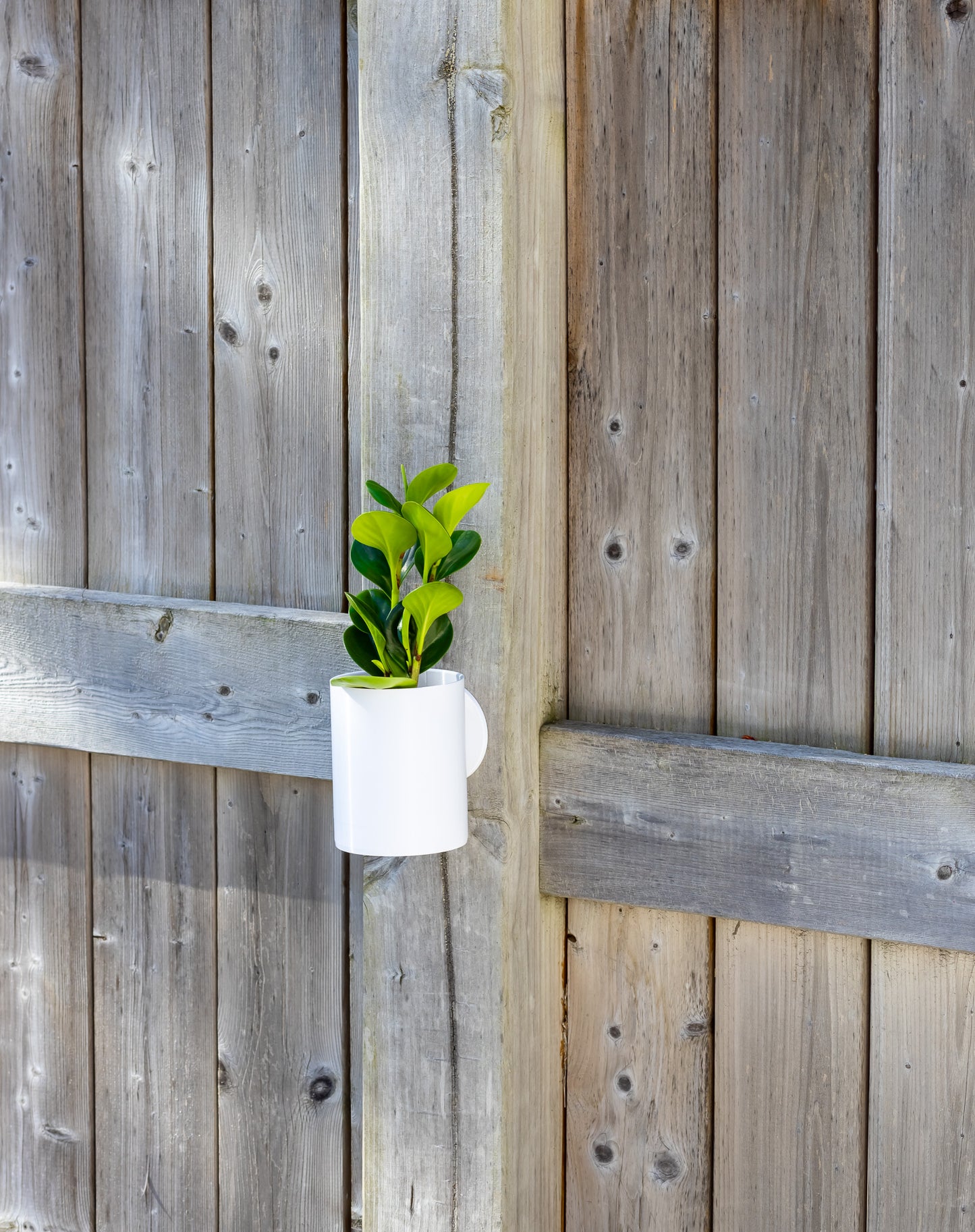Aero Wall Mounted Planter