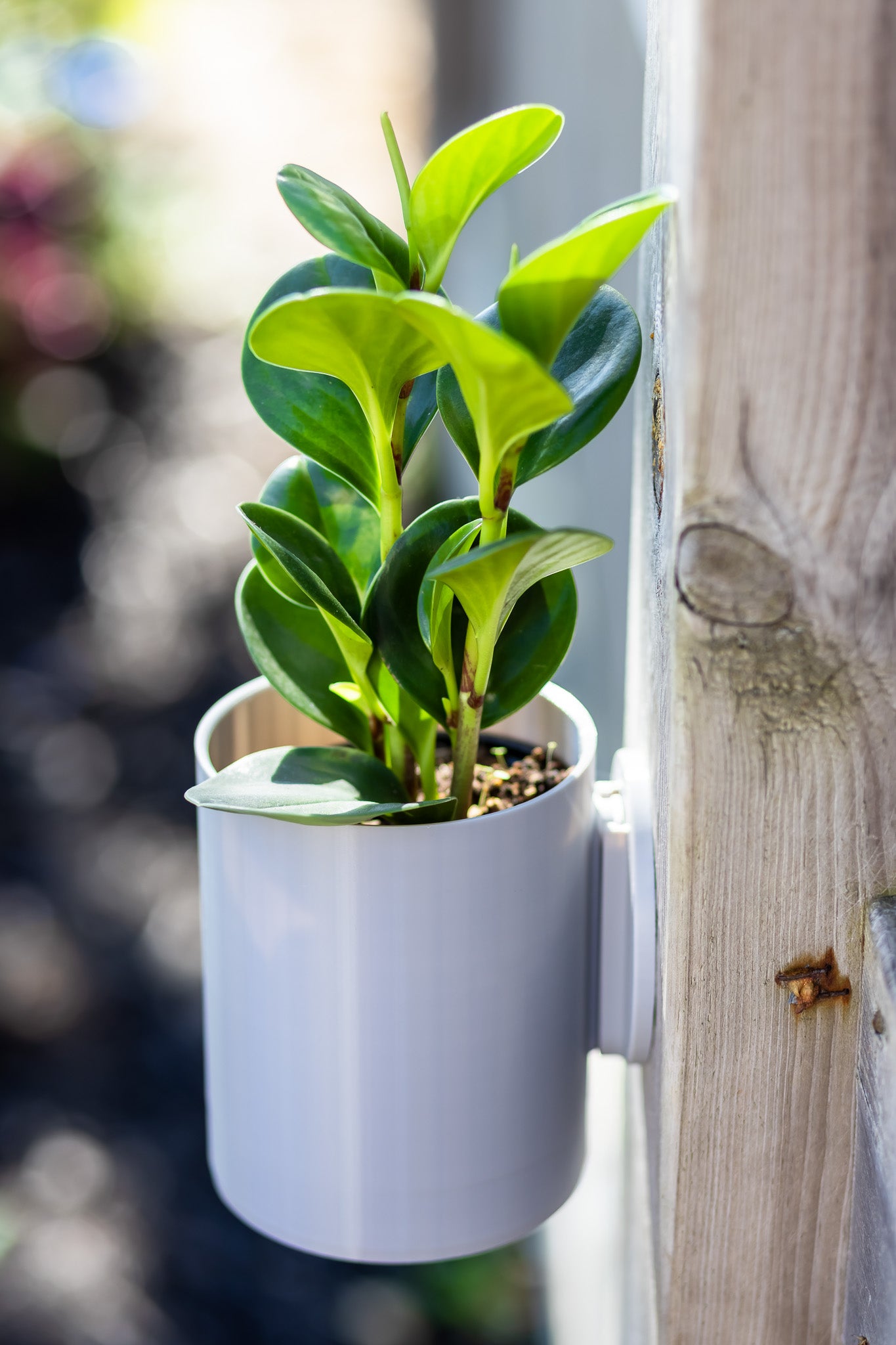 Aero Wall Mounted Planter