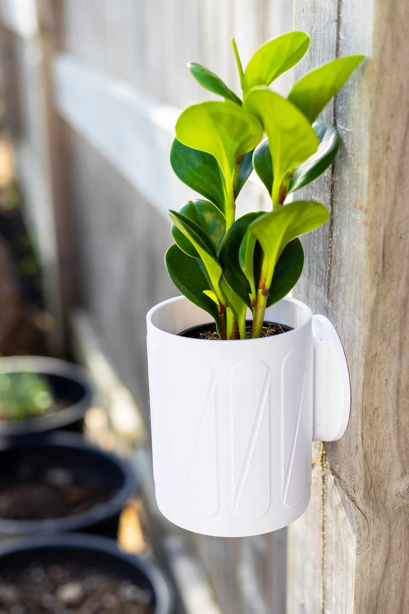 Halo Wall-Mounted Planter