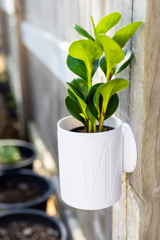Halo Wall-Mounted Planter
