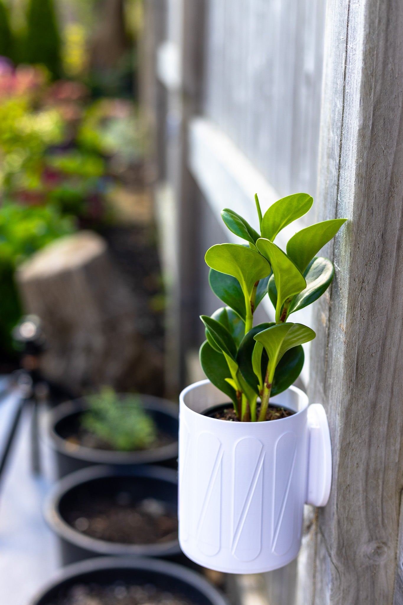 Halo Wall-Mounted Planter