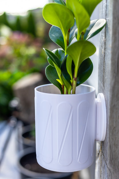 Halo Wall-Mounted Planter