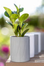 Halo Wall-Mounted Planter