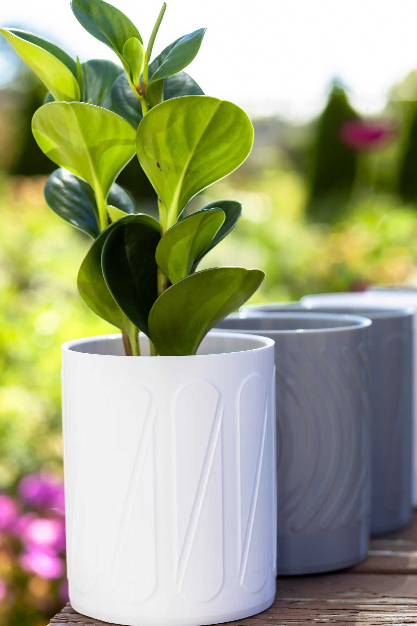 Halo Wall-Mounted Planter