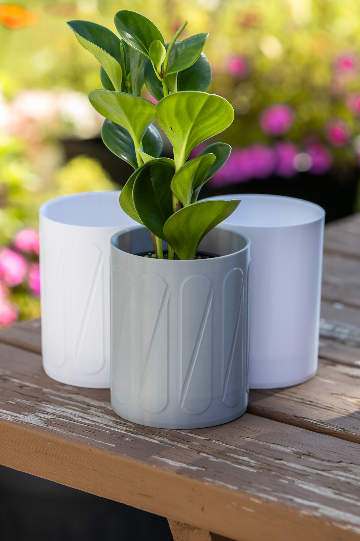 Halo Wall-Mounted Planter
